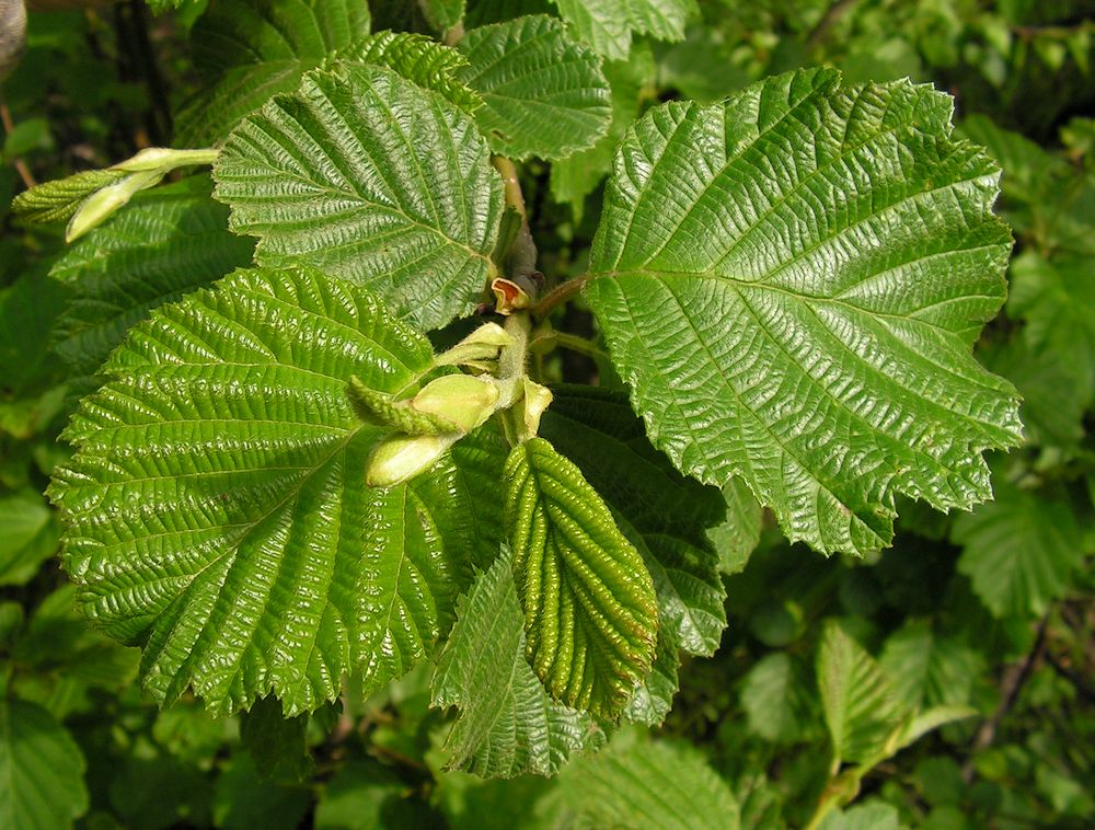 Изображение особи Alnus hirsuta.