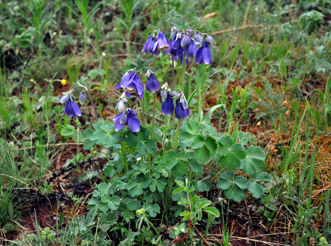 Изображение особи Aquilegia sibirica.