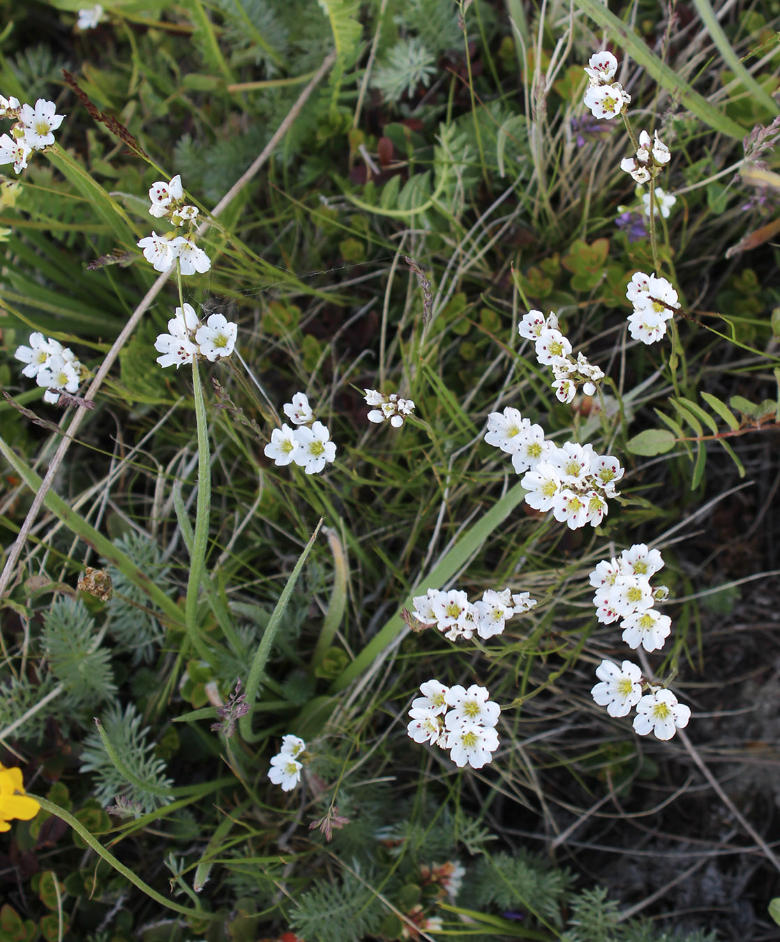 Image of Eremogone lychnidea specimen.