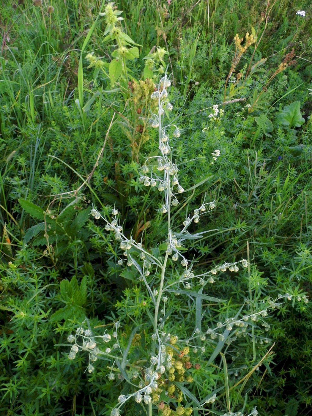 Изображение особи Artemisia absinthium.