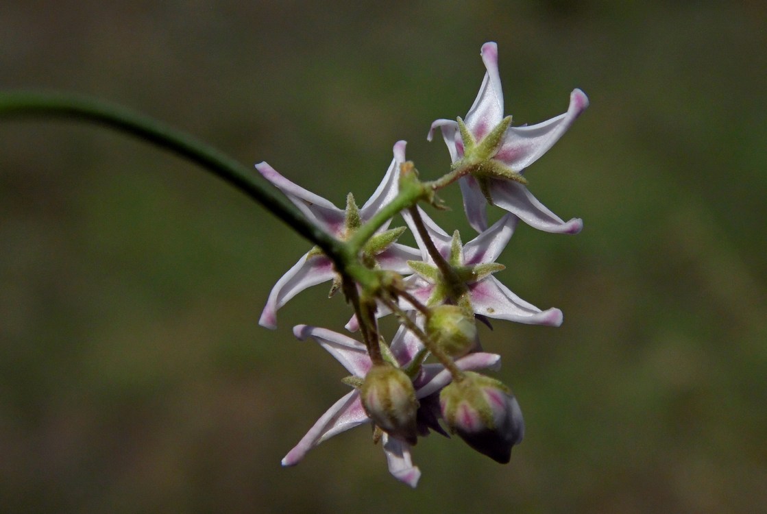 Image of Cynanchum acutum specimen.