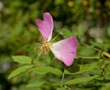 Rosa viarum