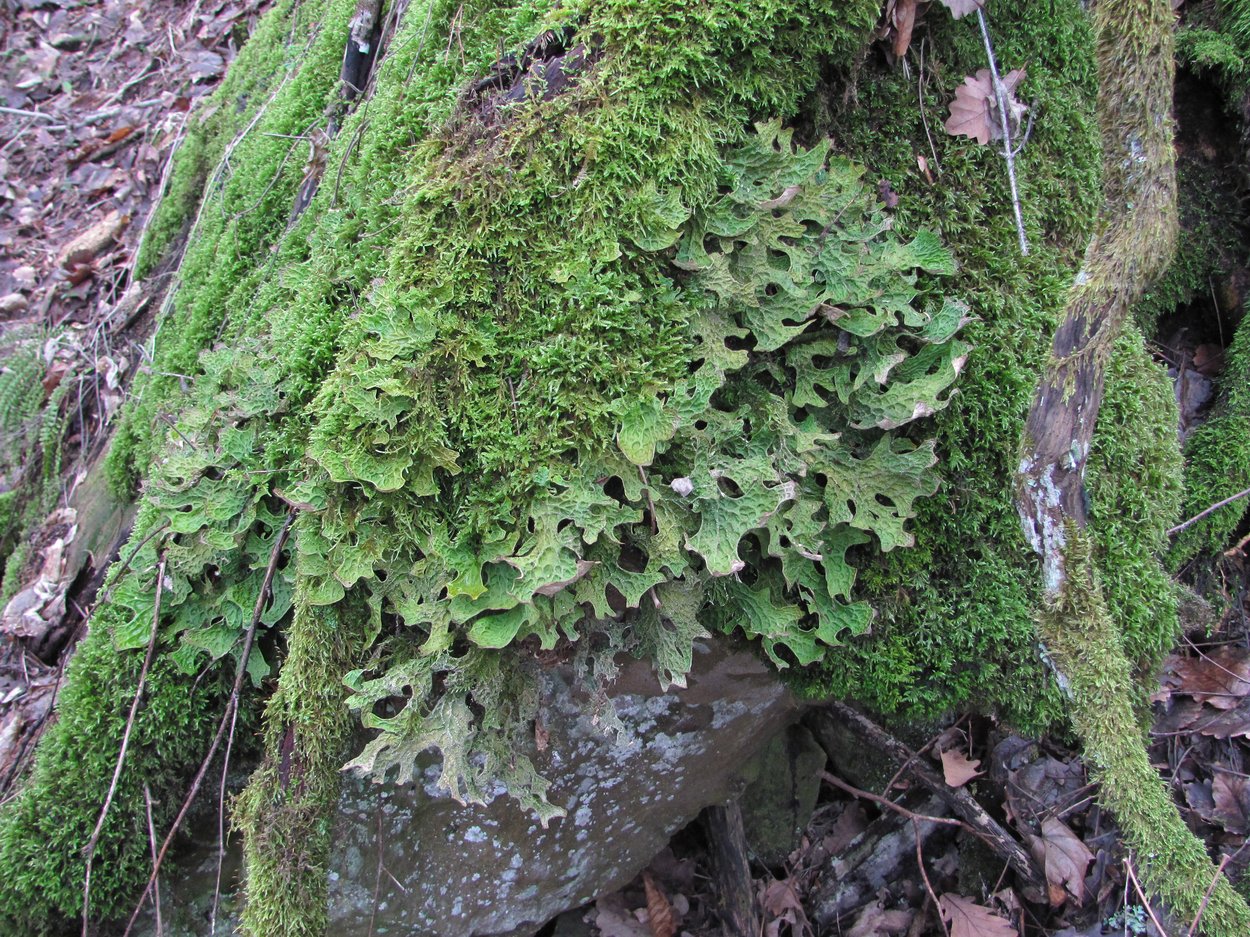 Изображение особи Lobaria pulmonaria.