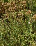 Achillea millefolium