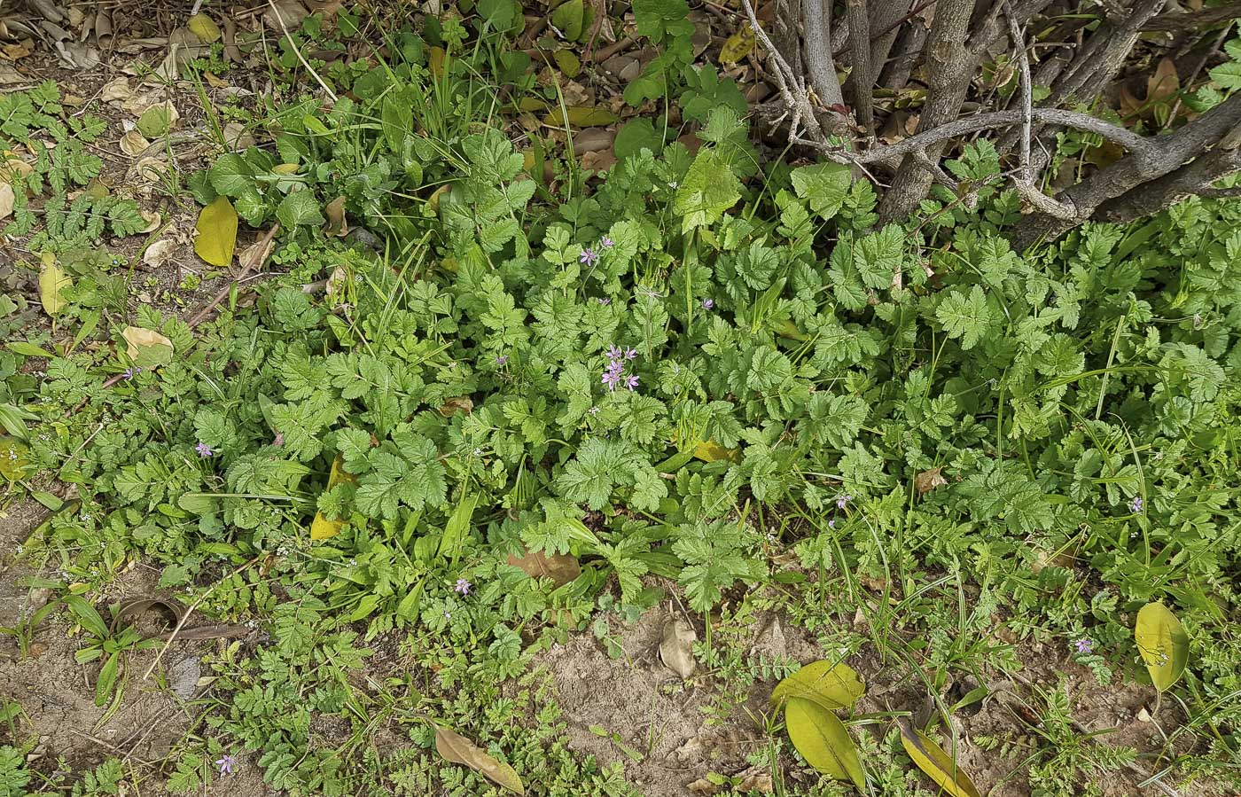 Изображение особи Erodium moschatum.