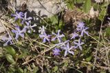 Vinca herbacea