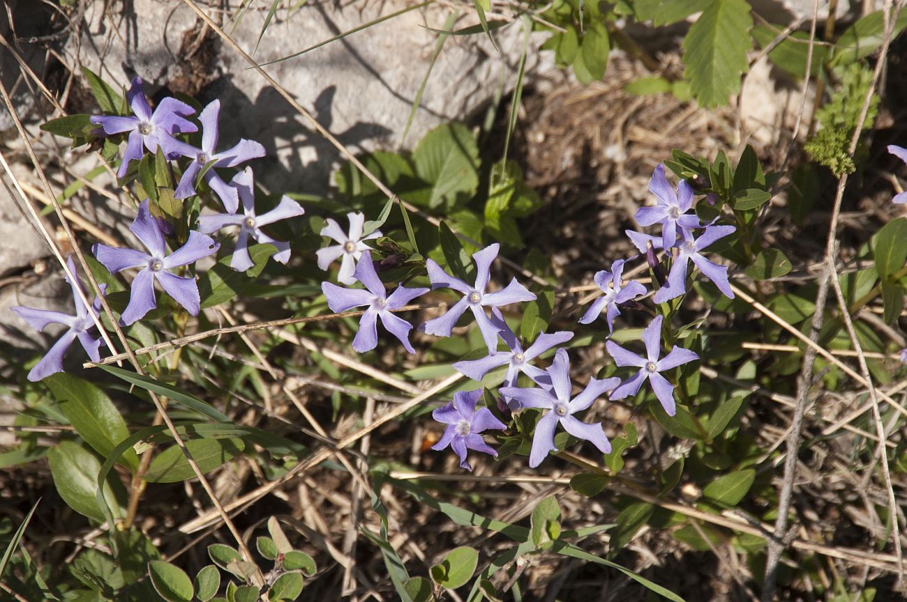 Изображение особи Vinca herbacea.