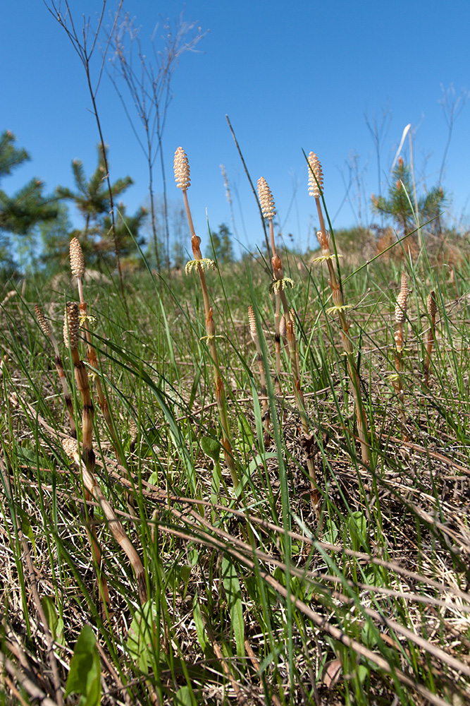 Изображение особи Equisetum sylvaticum.