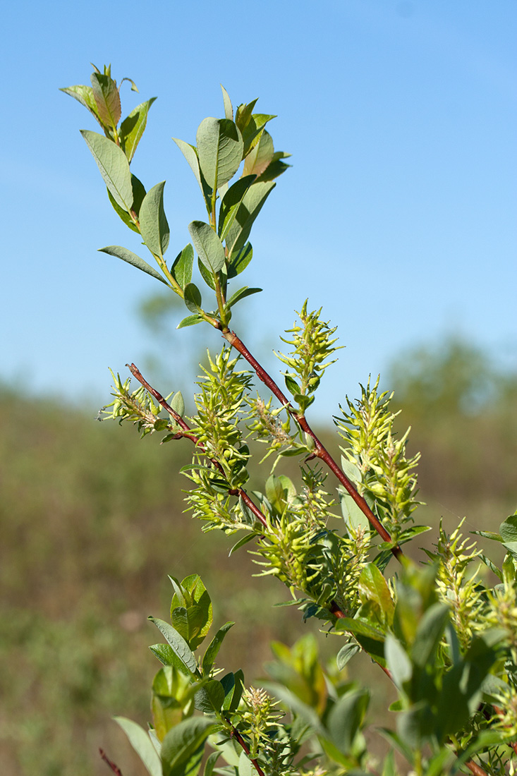 Изображение особи Salix starkeana.