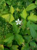 Rubus caesius