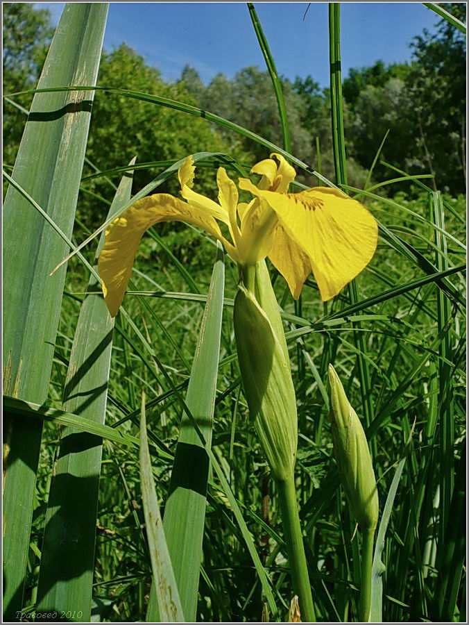 Изображение особи Iris pseudacorus.