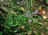 Mentha spicata. Верхушка цветущего растения. Московская обл., Орехово-Зуевский р-н, долина р. Нерская, у дороги. 08.09.2018.