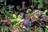 Cirsium laniflorum. Верхушка цветущего растения. Крым, окр. г. Ялта, ущелье Уч-Кош, сосново-лиственный лес 19.09.2018.