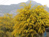 Acacia saligna