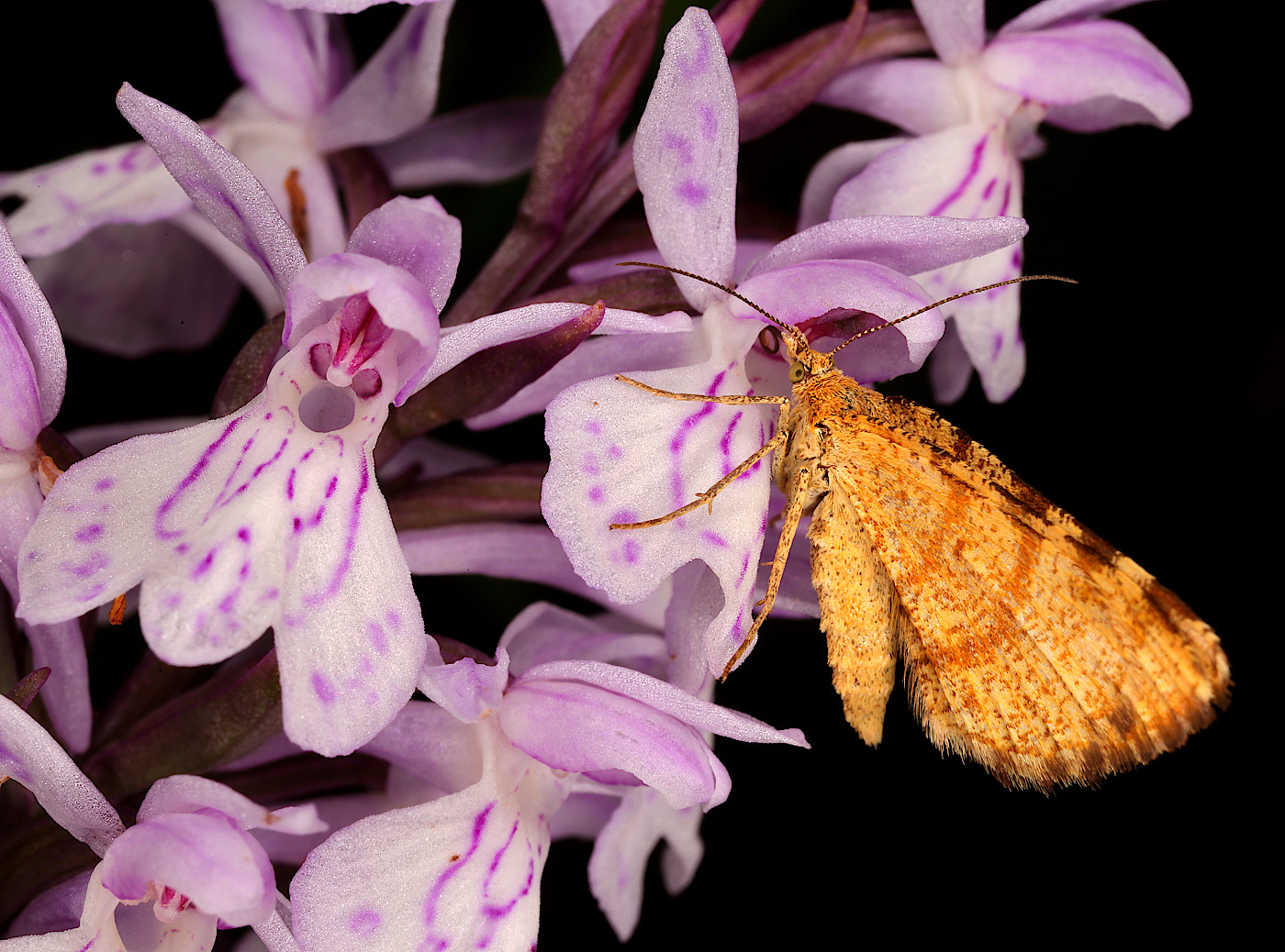 Image of Dactylorhiza maculata specimen.