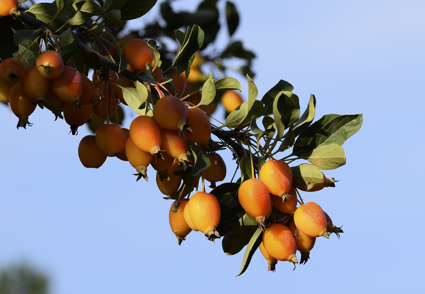 Изображение особи Malus prunifolia.