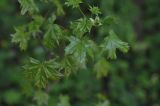 Acer platanoides. Молодые листья. Калужская обл., Боровский р-н, окр. дер. Чёлохово, участок смешанного леса на месте пионерского лагеря. 18 мая 2020 г.