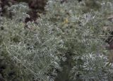 Artemisia frigida