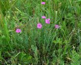 Dianthus versicolor. Цветущие растения. Иркутская обл., Иркутский р-н, р. Иркут, о. Беляева, луг. 29.06.2020.