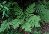 Dryopteris expansa