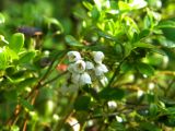 Vaccinium vitis-idaea