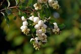 Symphoricarpos albus разновидность laevigatus. Верхушки побегов со зрелыми соплодиями. Московская обл., г. Железнодорожный, в культуре. 11.10.2020.