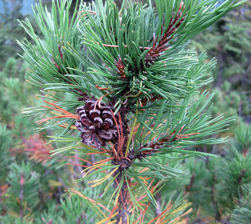 Изображение особи Pinus mugo.