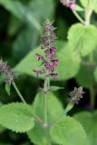 Stachys sylvatica