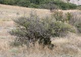 Crataegus karadaghensis. Плодоносящее растение. Крым, Карадагский заповедник, Северный перевал, степной склон с кустарниками. 26 сентября 2021 г.