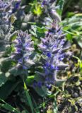 Ajuga orientalis. Соцветия. Крым, Караларский природный парк, бухта Морской Пехоты, степь. 06.05.2021.