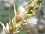 Myricaria bracteata