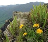 Crepis burejensis. Цветущие растения (на заднем плане - Dryopteris fragrans). Хабаровский край, Буреинское нагорье, Баджальский хр., водораздел руч. Омот-Макит, басс. р. Герби, луговое сообщество на скалах. 08.07.2007.