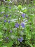 Glechoma hederacea. Верхушка цветущего растения. Ростовская обл., Усть-Донецкий р-н, окр. пос. Огиб. 02.05.2011.