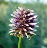 Glycyrrhiza echinata. Соцветие. Ростовская обл., Азовский р-н, окр. пос. Новый, склон берега пруда. 1 июля 2011 г.