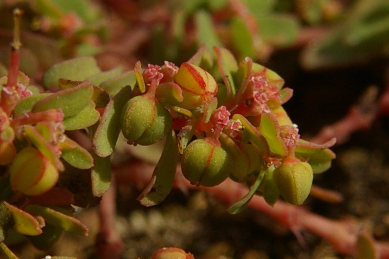 Изображение особи Euphorbia glyptosperma.