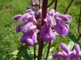 Phlomoides lehmanniana