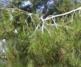 Pinus halepensis. Ветвь с микростробилами. Испания, Каталония, Жирона, Тосса-де-Мар, крепость Вила-Велья. 24.06.2012.