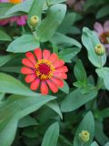 Zinnia elegans. Соцветие. Узбекистан, г. Ташкент, пос. Улугбек, в культуре. 22.07.2012.