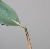 Phyllostachys viridis