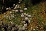 Urtica pilulifera