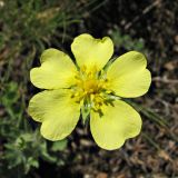 Potentilla astracanica