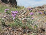 Dianthus pseudarmeria