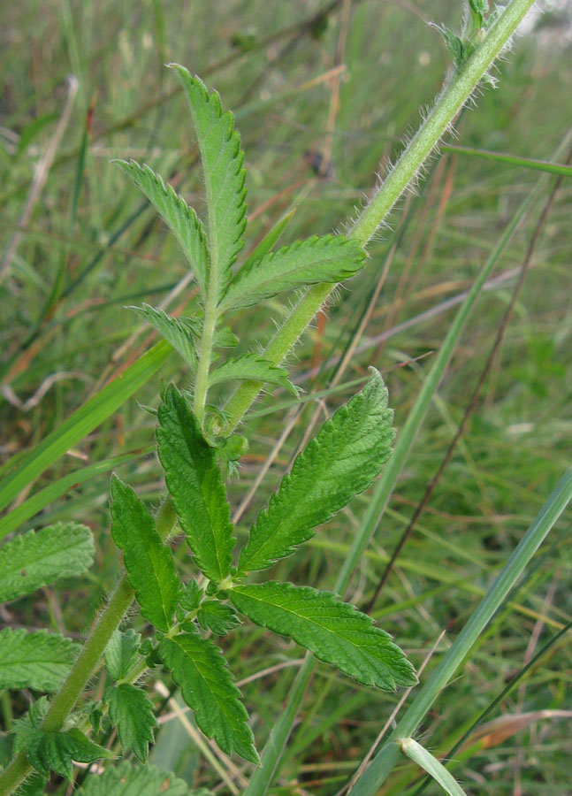 Изображение особи Agrimonia eupatoria ssp. grandis.
