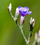 Limonium narbonense