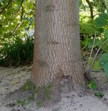 род Paulownia. Комлевая часть ствола взрослого растения. Германия, г. Essen, Grugapark. 29.09.2013.