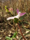 Corydalis caucasica