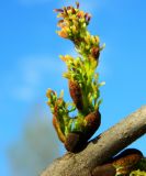 Fraxinus pennsylvanica