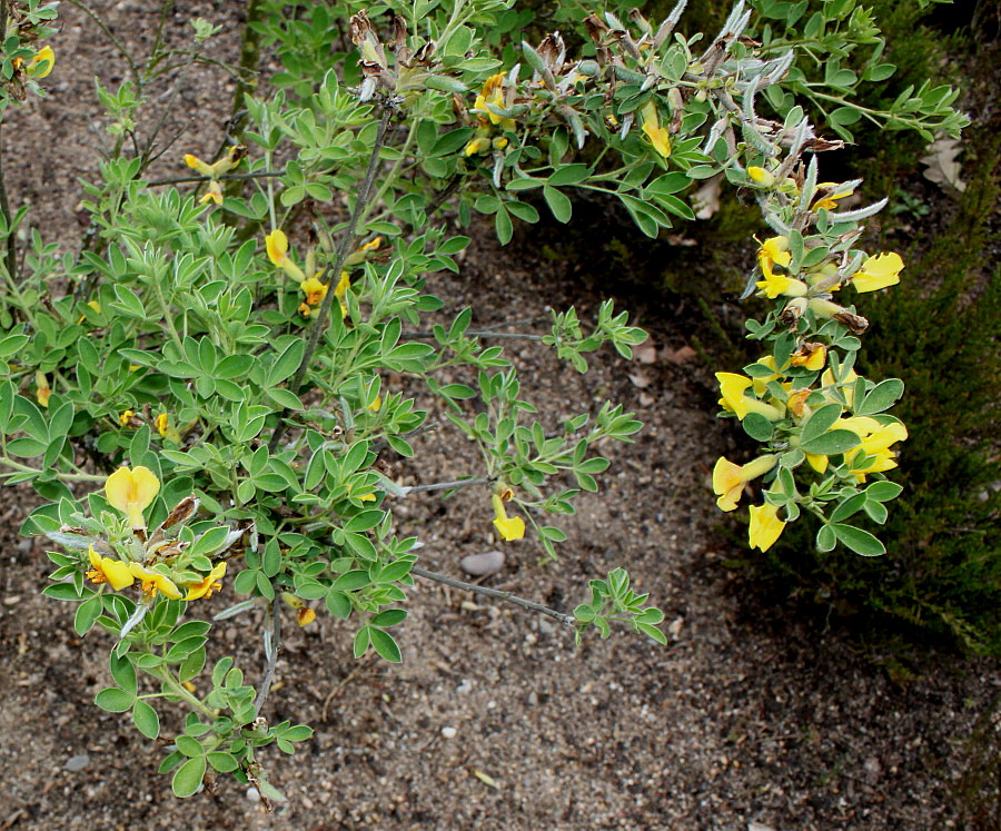 Изображение особи Chamaecytisus ratisbonensis.