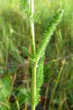 Achillea asiatica. Часть побега. Алтайский край, Рубцовский р-н, урочище Песчаный Борок. 20.07.2013.