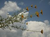 Anthemis tinctoria